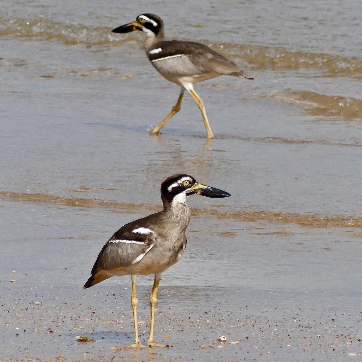 Beach Thick-knee - ML67530501