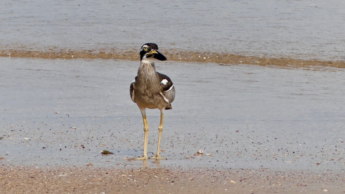 Beach Thick-knee - ML67530511