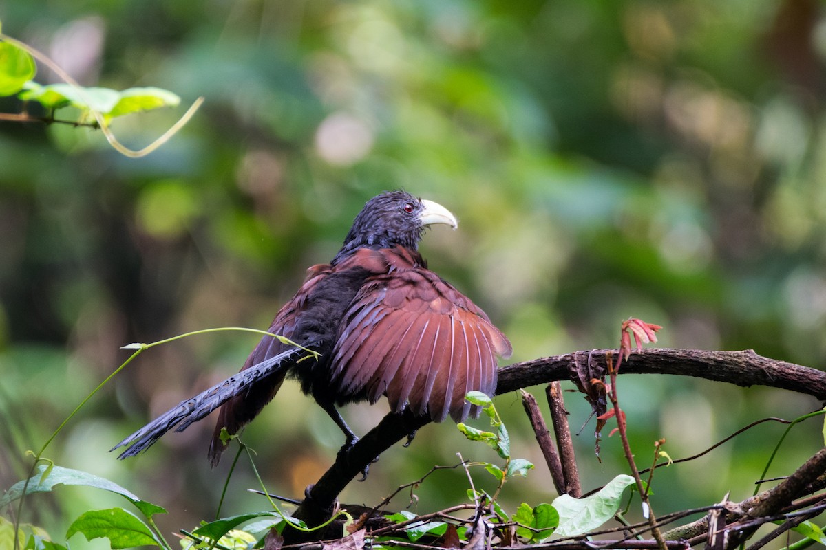 Green-billed Coucal - Sharmal Kelambi