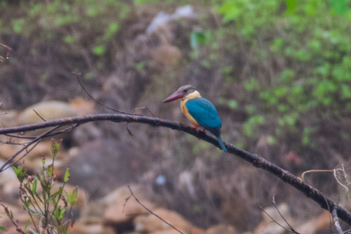 Stork-billed Kingfisher - ML67530781