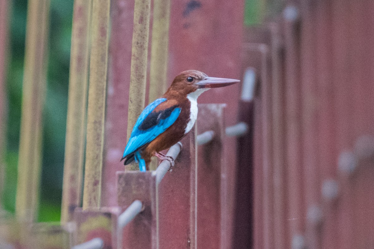 White-throated Kingfisher - ML67530791