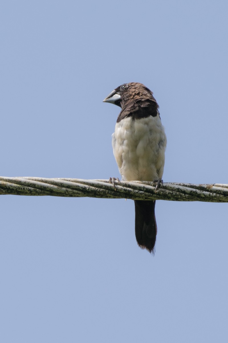 White-rumped Munia - ML67530801