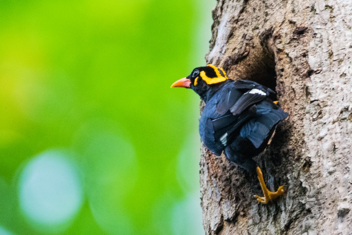 Southern Hill Myna - ML67530851