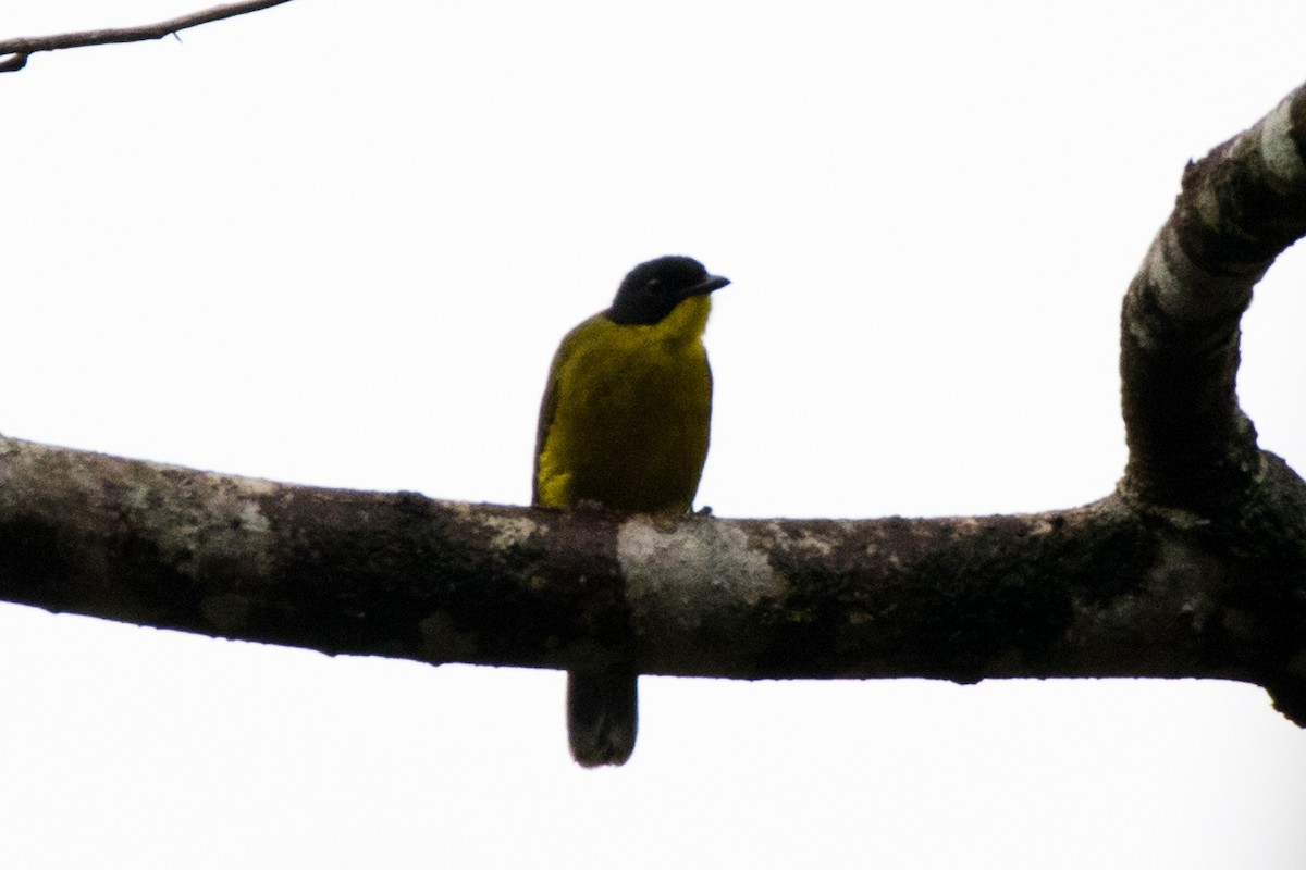 Bulbul Carinegro - ML67530861