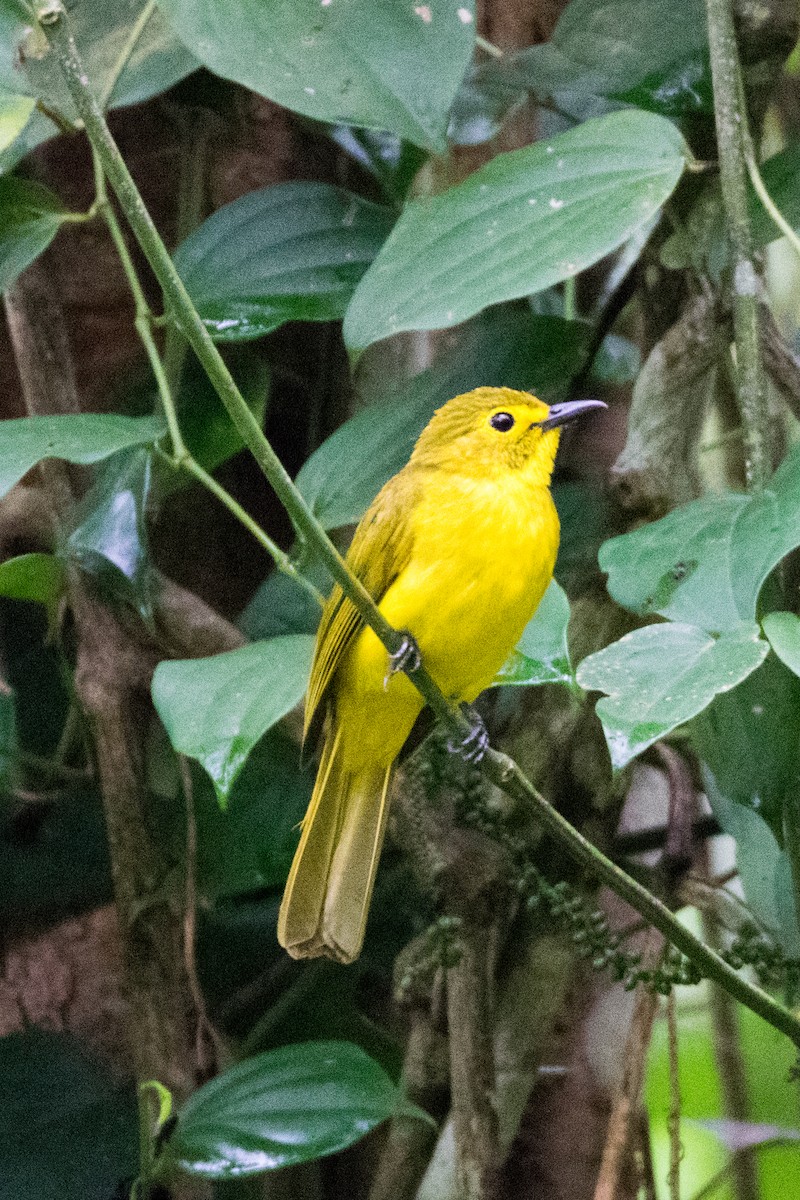 Yellow-browed Bulbul - Sharmal Kelambi