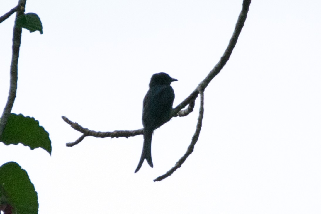 White-bellied Drongo - ML67530881