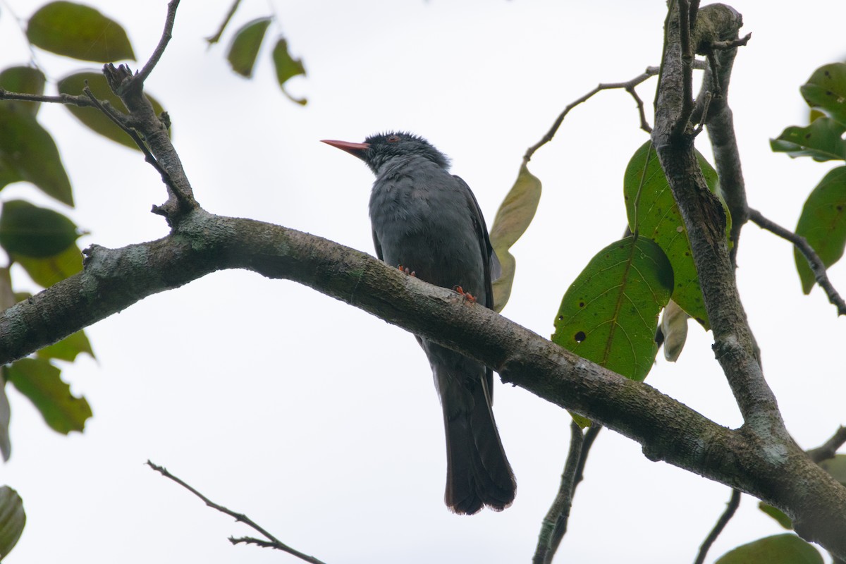 Square-tailed Bulbul - ML67530901