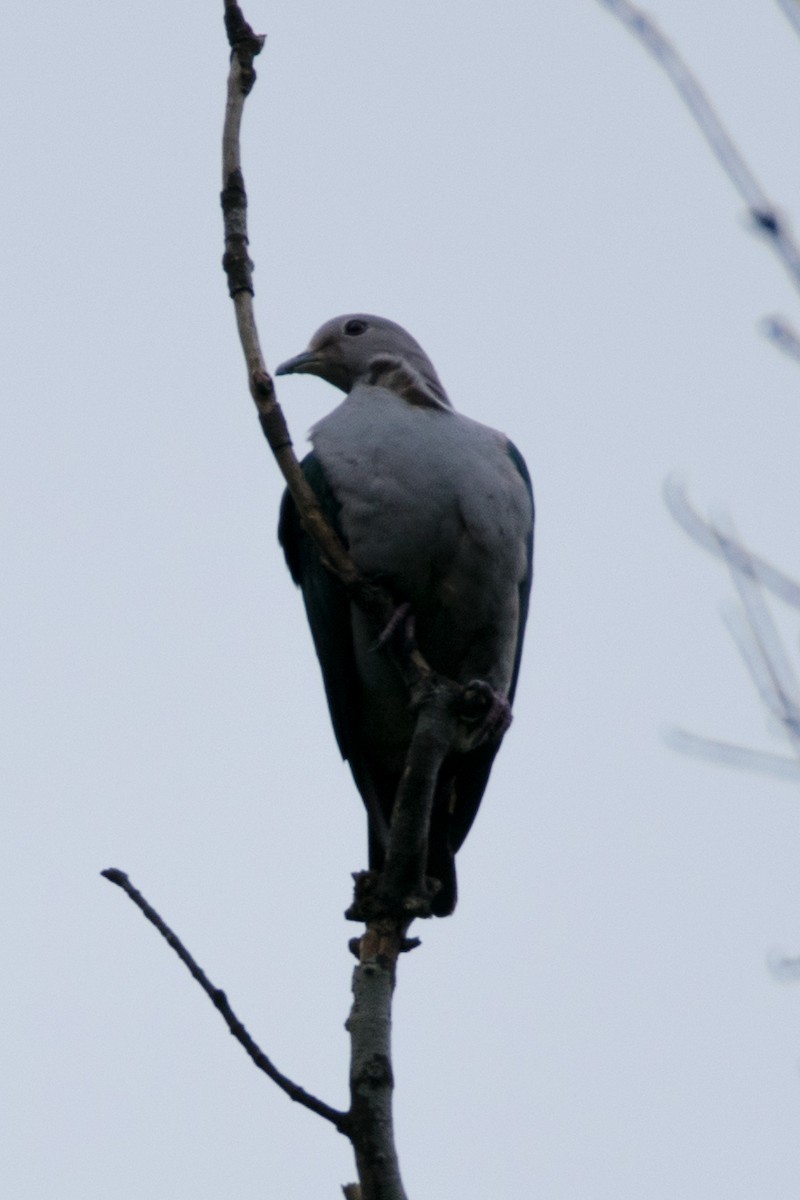 Green Imperial-Pigeon - Sharmal Kelambi