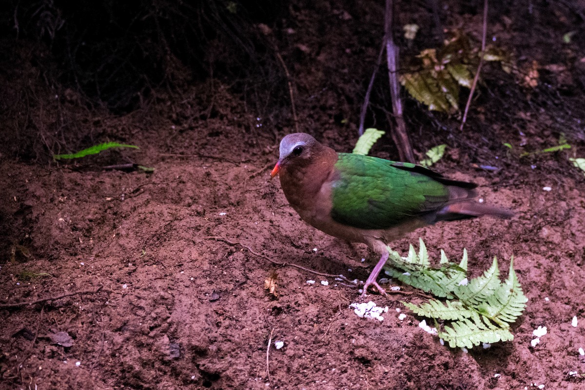 Palomita Esmeralda Cabecigrís - ML67530951