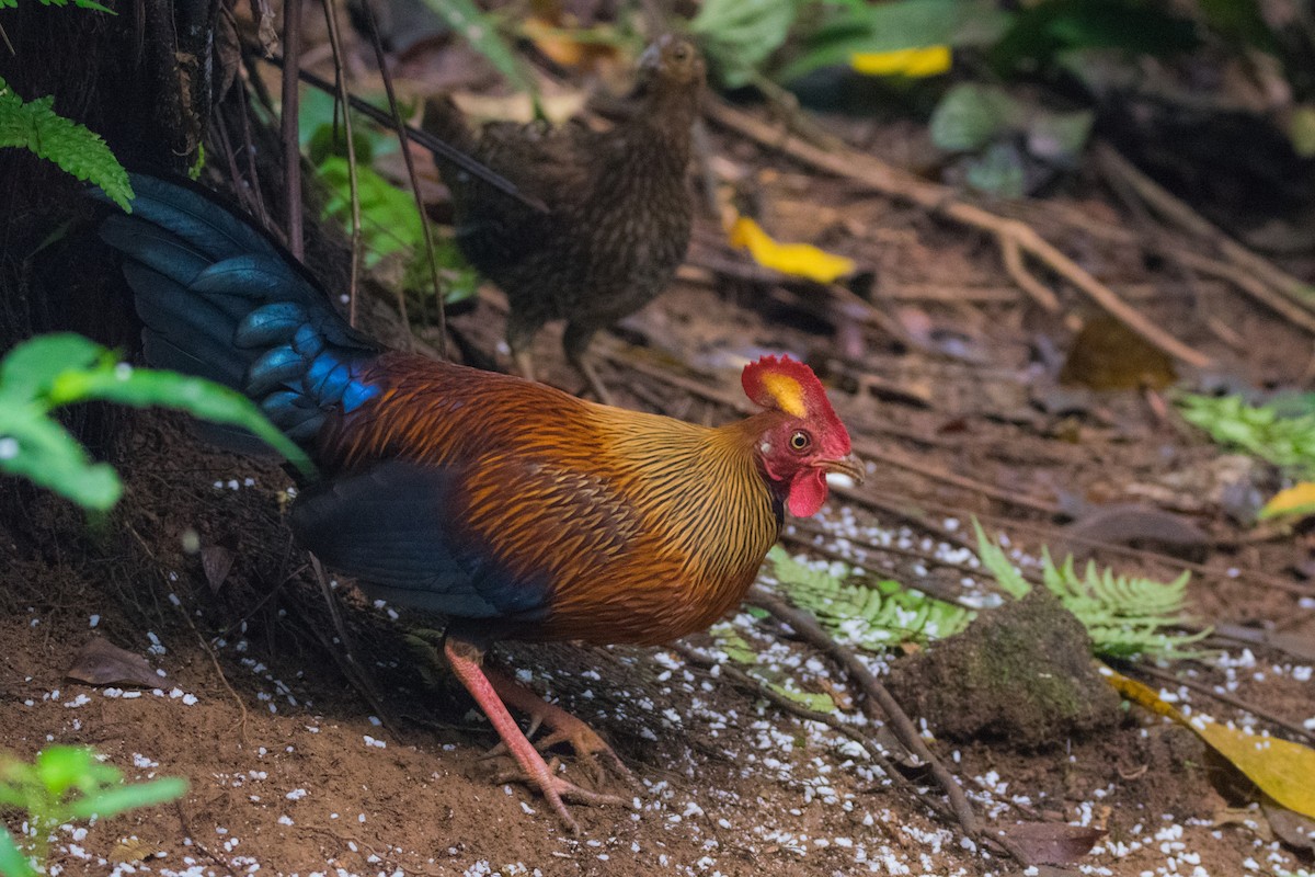 Sri Lanka Junglefowl - ML67531001