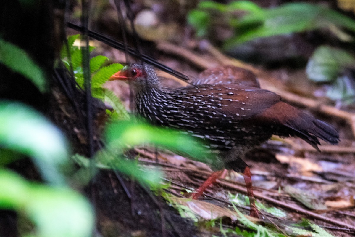 Sri Lanka Spurfowl - ML67531051