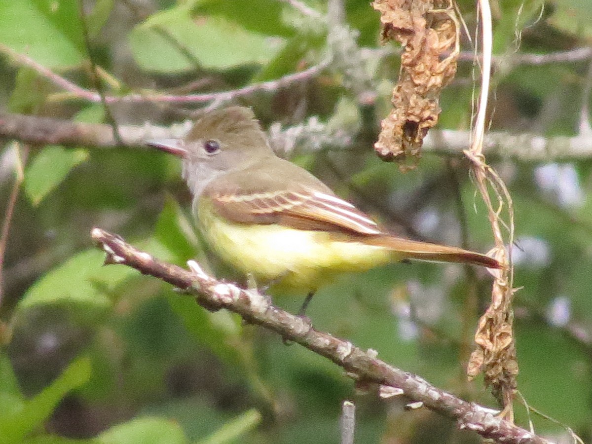 Great Crested Flycatcher - ML67531441