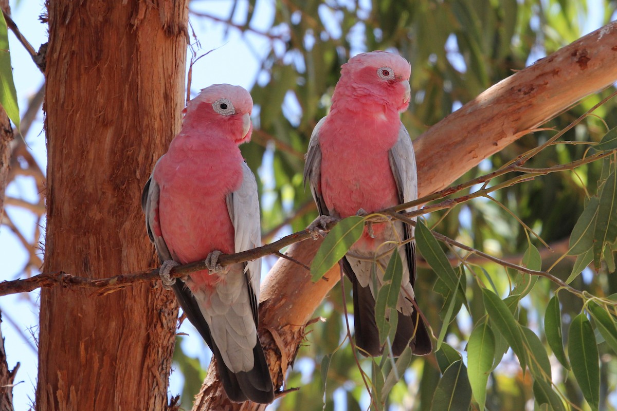 Galah - Ray Turnbull