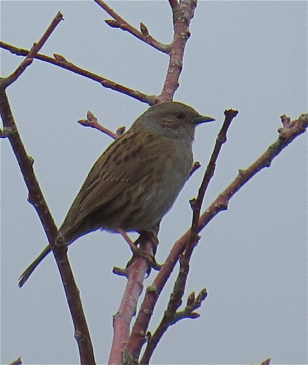 Dunnock - Noel Ward