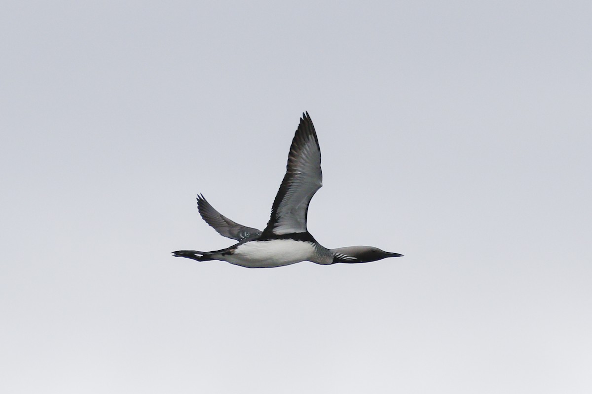Arctic Loon - James Kennerley