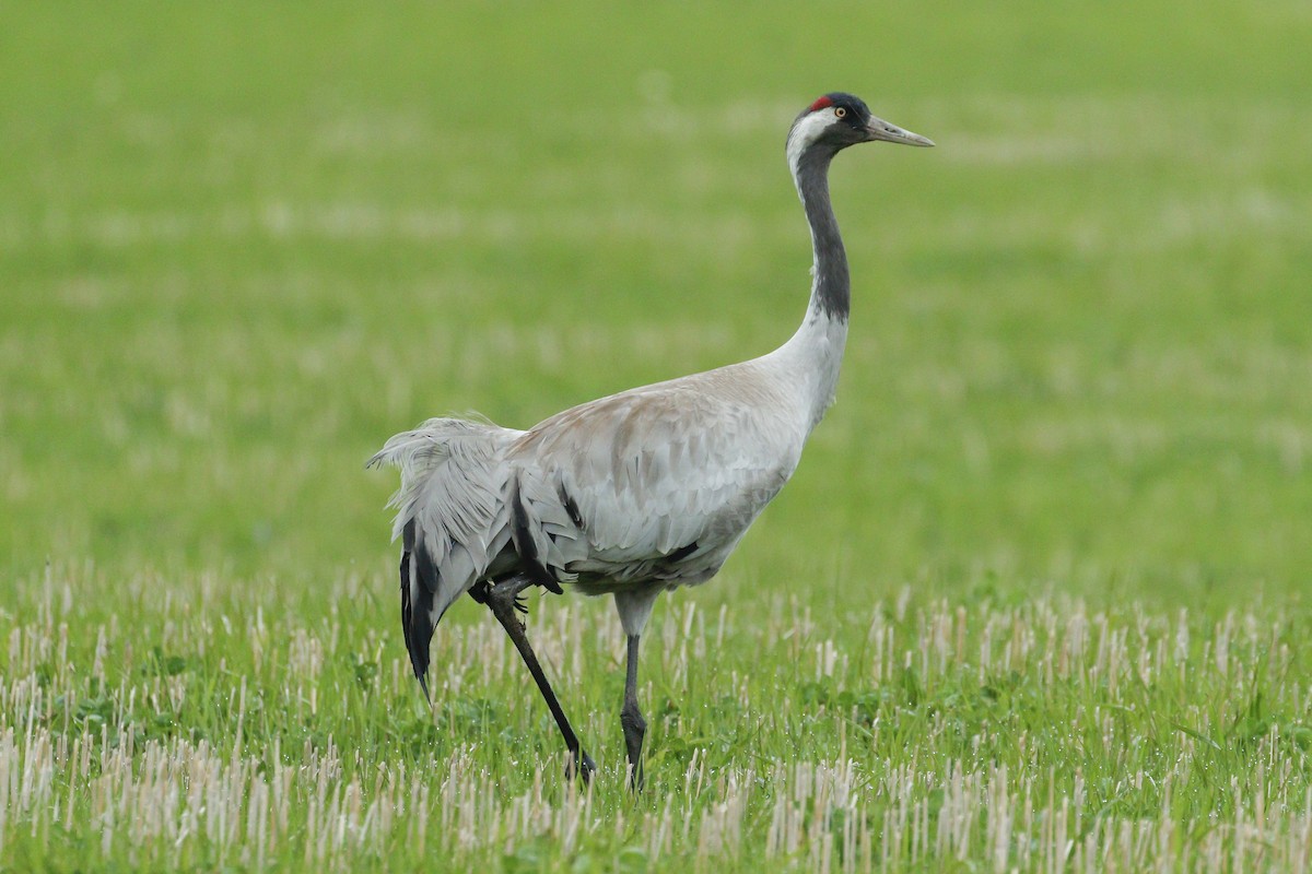 Common Crane - James Kennerley
