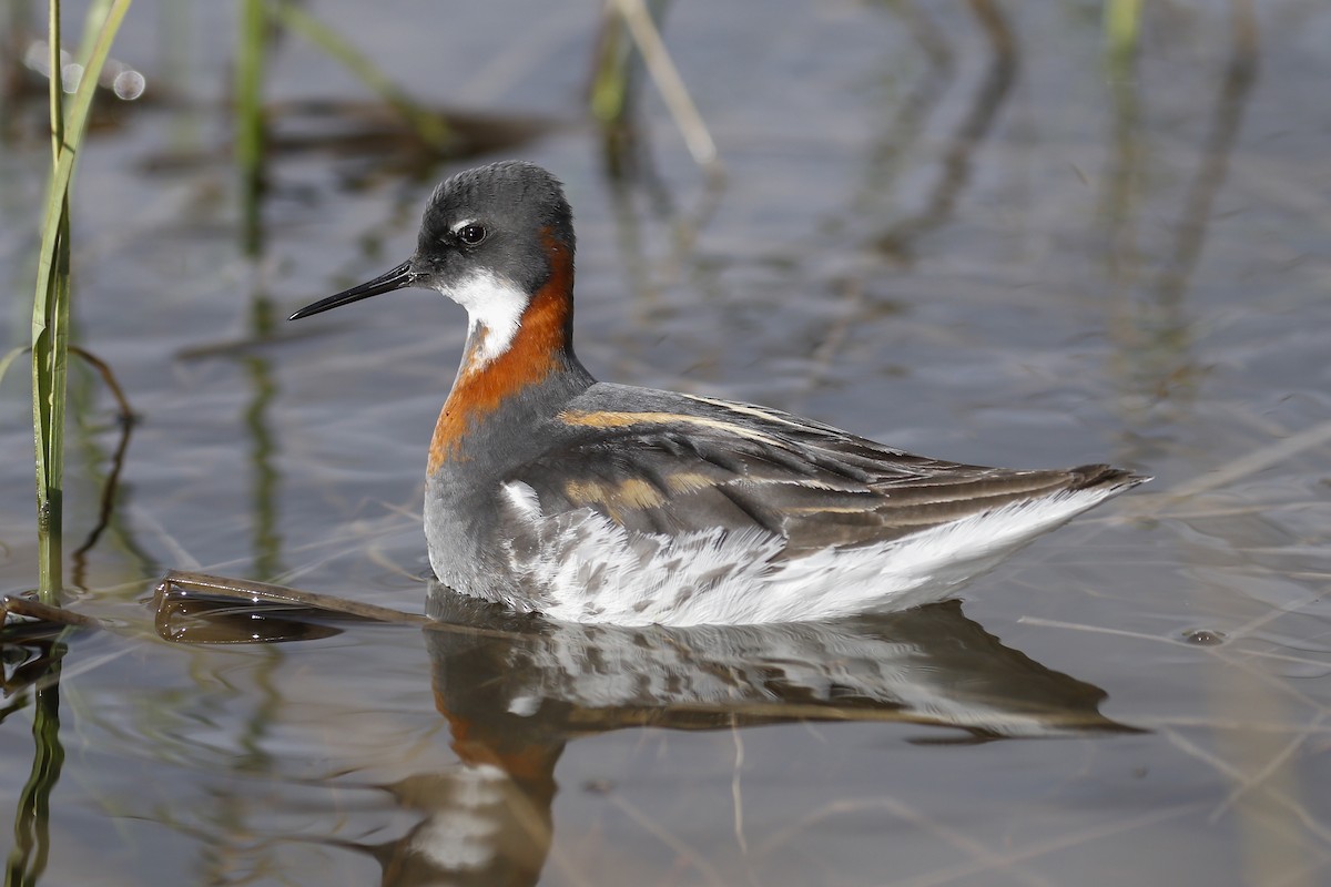 Red-necked Phalarope - James Kennerley