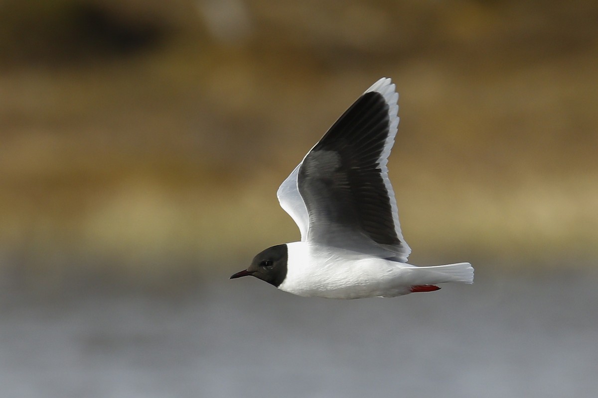 Mouette pygmée - ML67533951