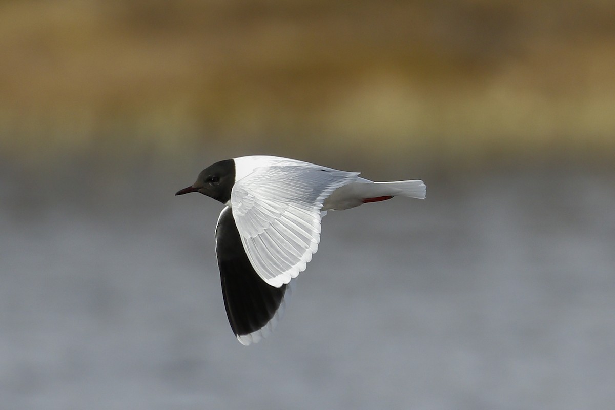 Little Gull - ML67533961