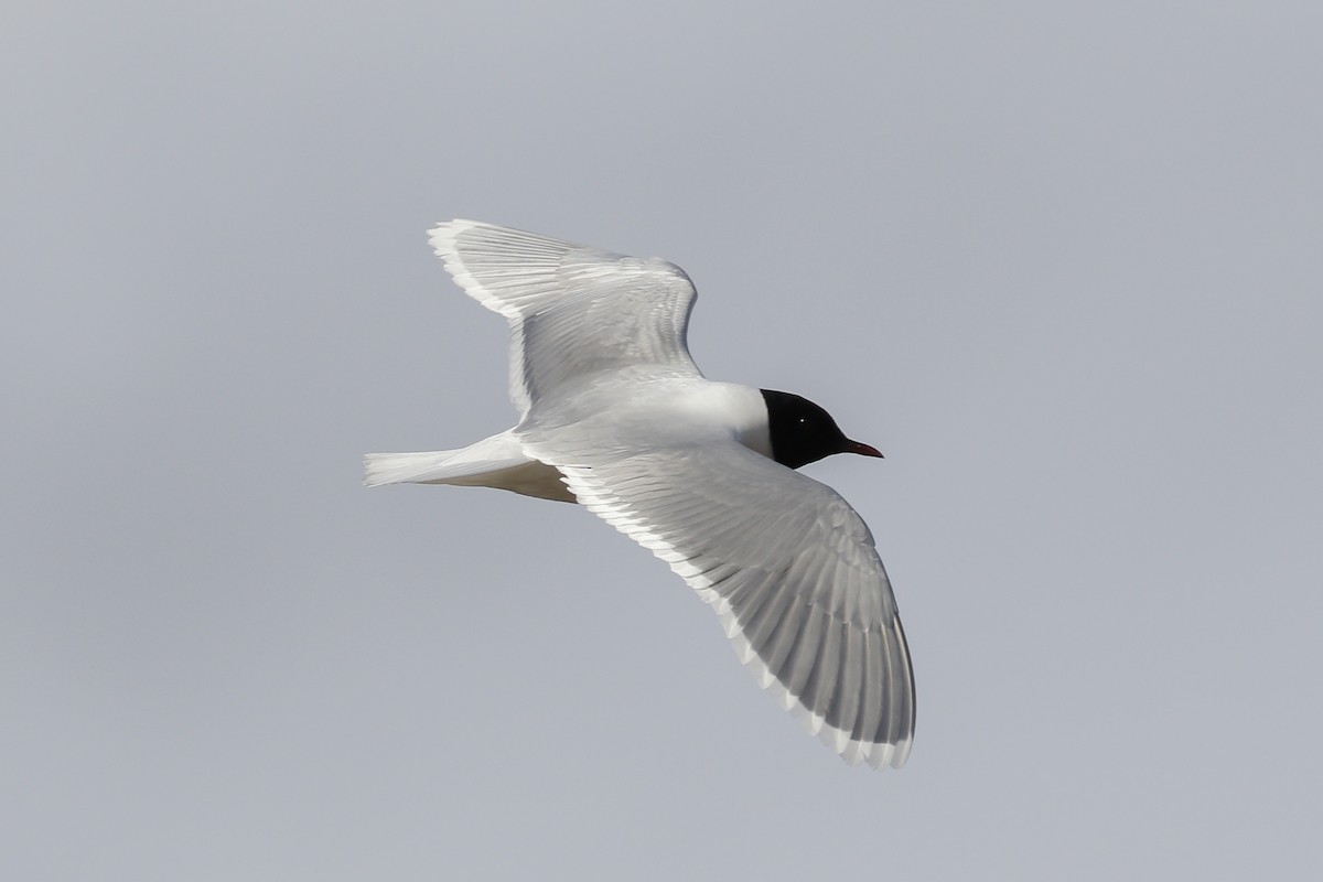 Little Gull - James Kennerley