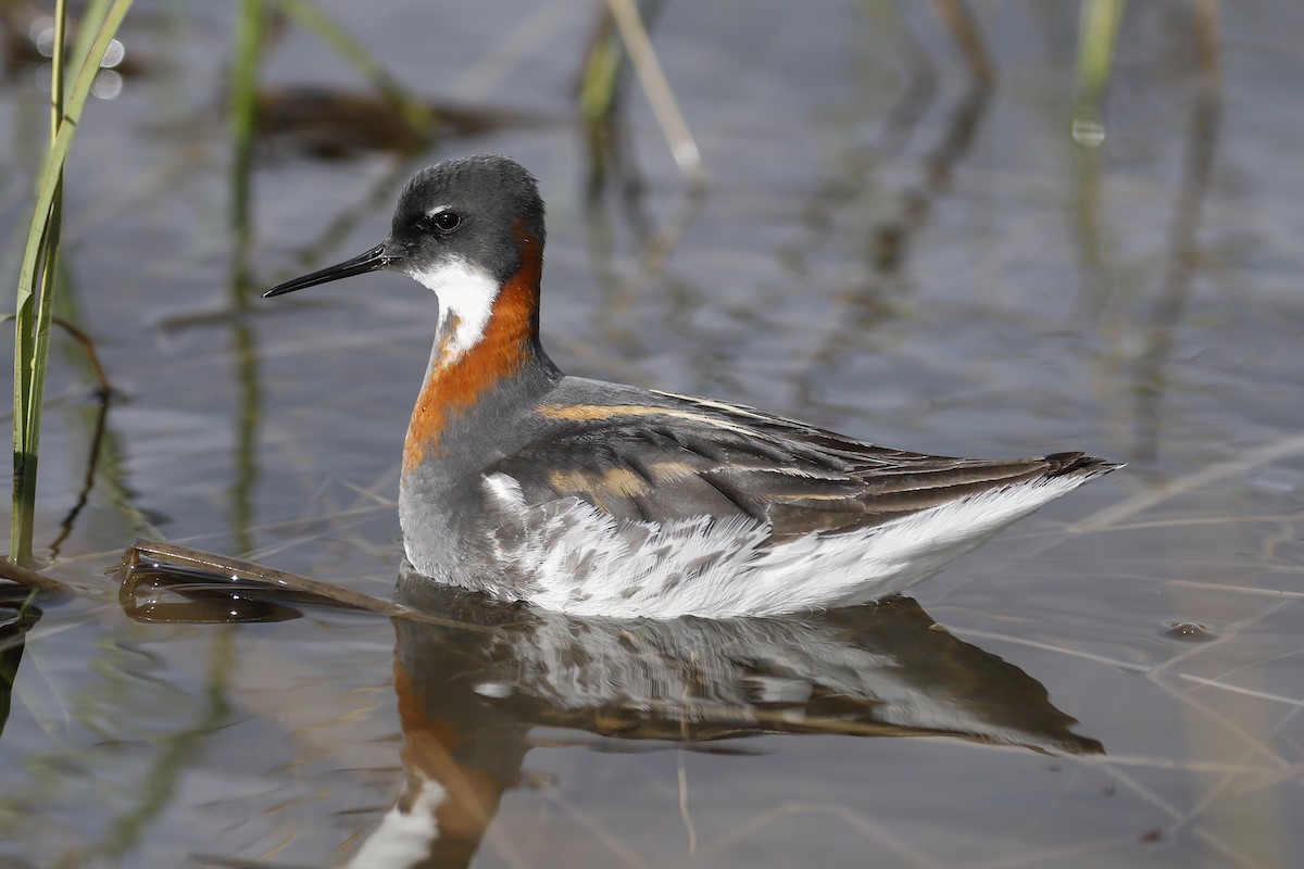 Phalarope à bec étroit - ML67534001