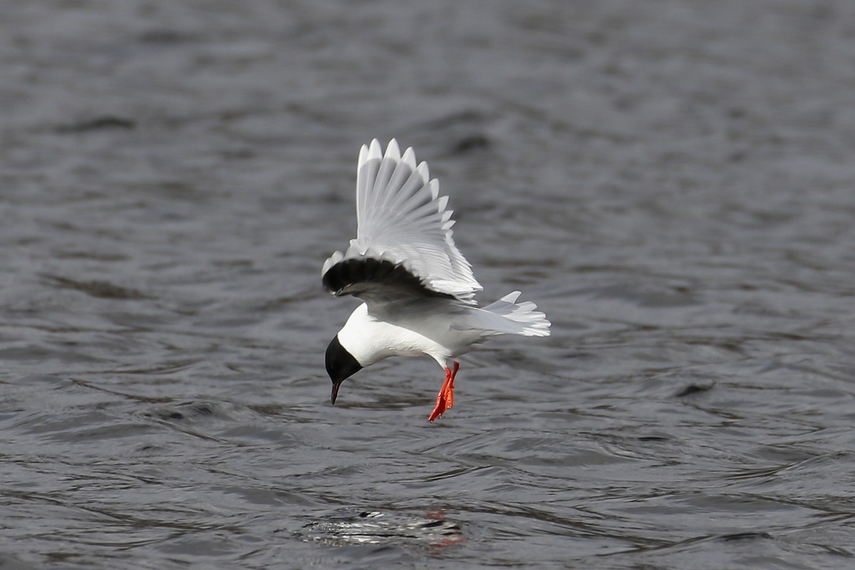 Little Gull - James Kennerley