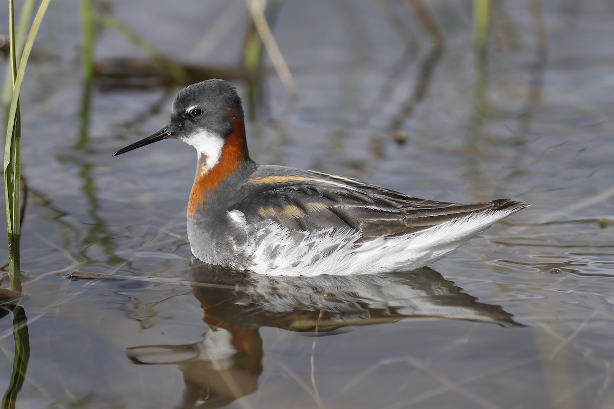 Red-necked Phalarope - James Kennerley