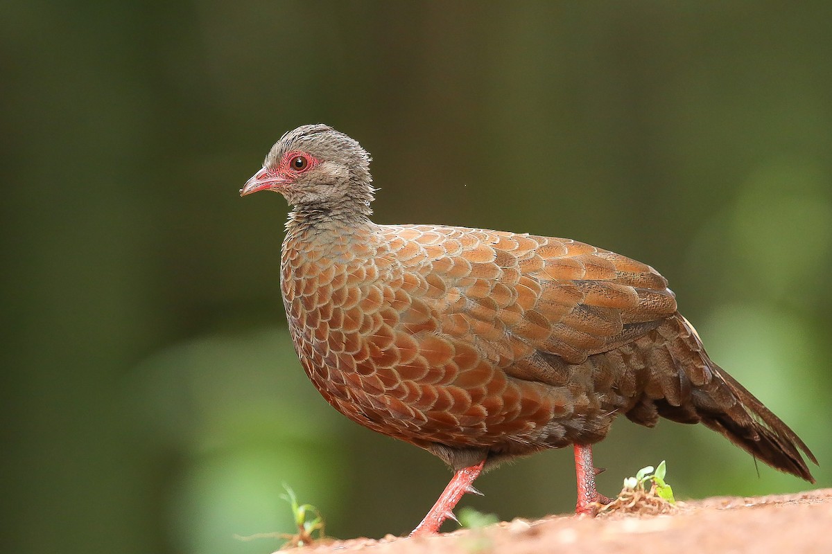Red Spurfowl - Rajinikanth Kasthuri