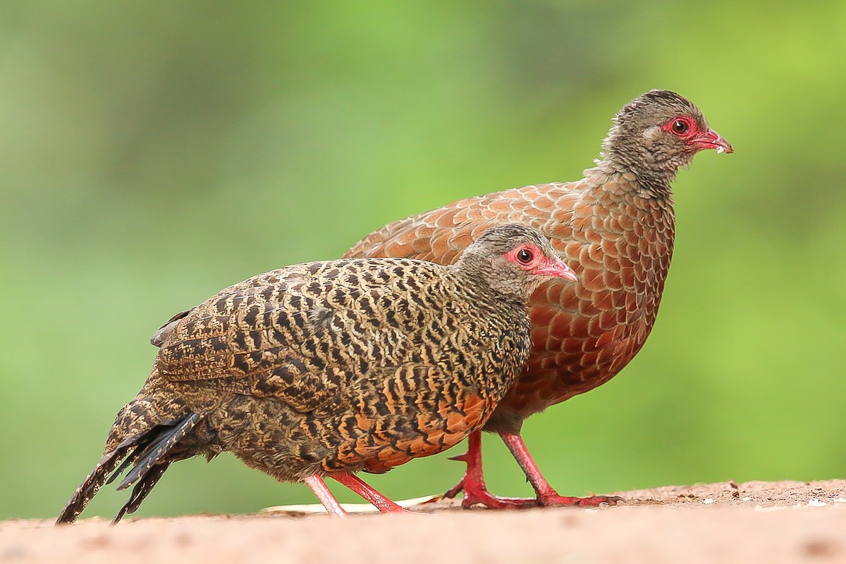 Red Spurfowl - ML67534351