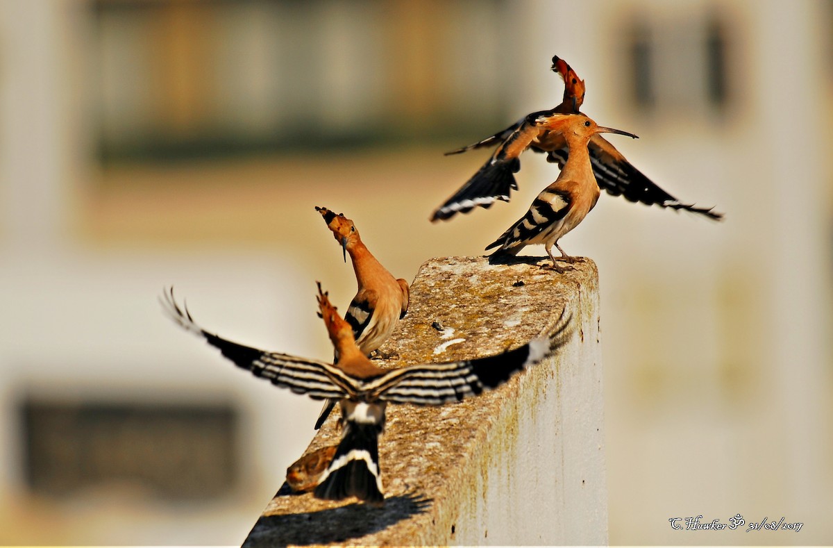 Eurasian Hoopoe - ML67535471