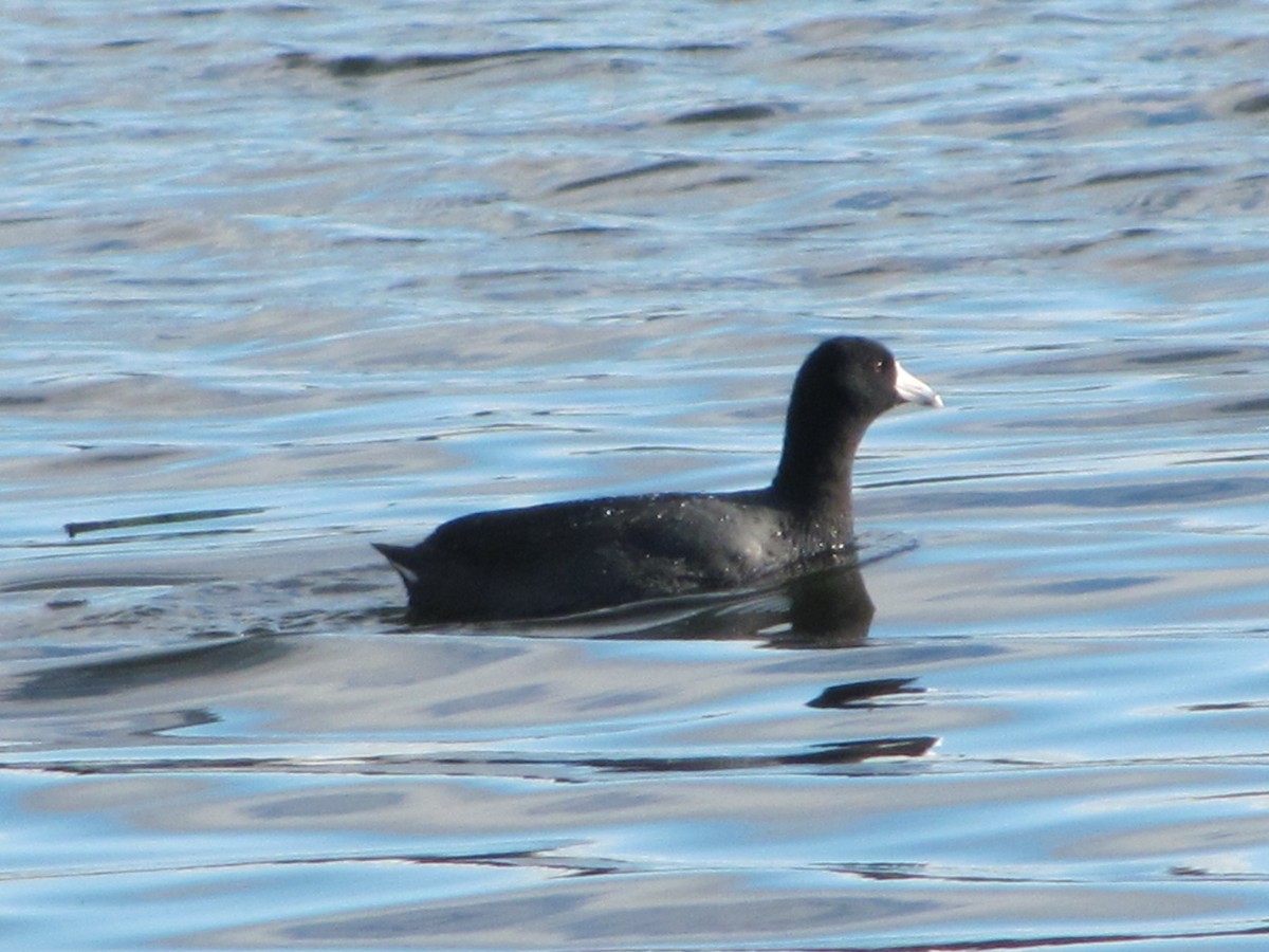 American Coot - R Gardner