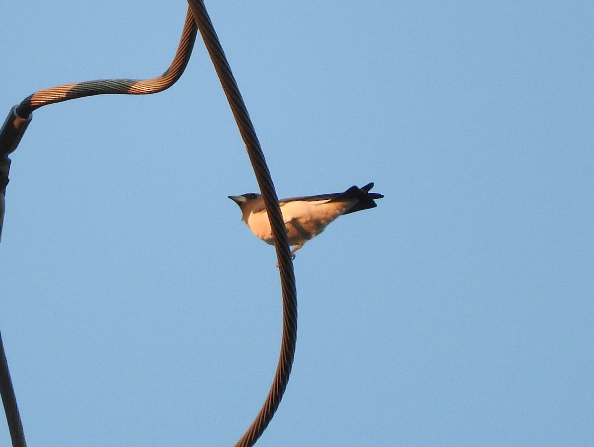 White-breasted Woodswallow - ML67536801