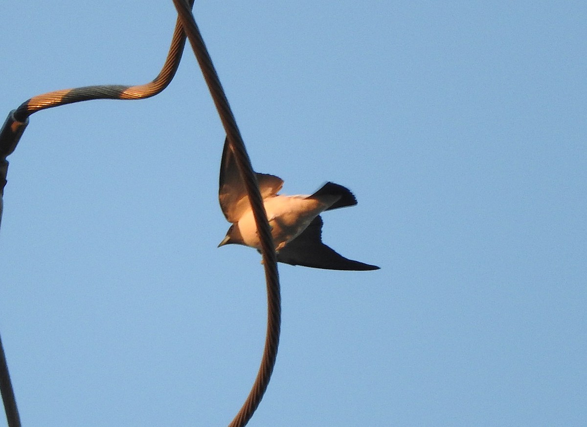 White-breasted Woodswallow - ML67536811