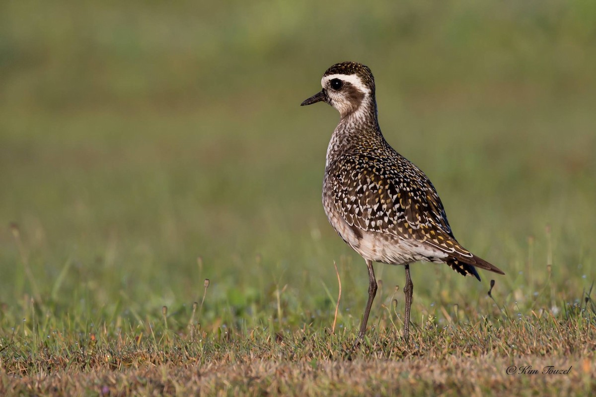 American Golden-Plover - COG Club des ornithologues de la Gaspésie