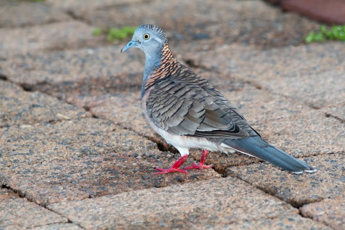 Bar-shouldered Dove - Andrew Allen