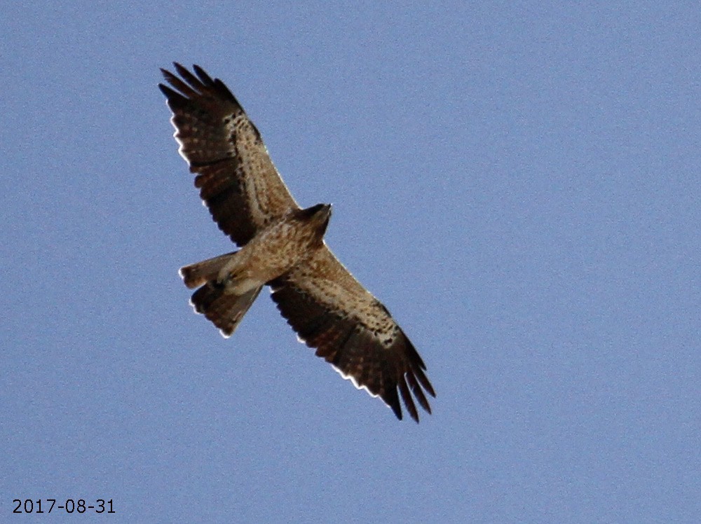 Booted Eagle - Asghar Mohammadi Nasrabadi