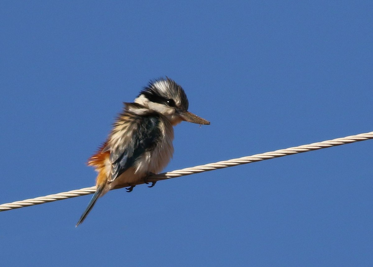 Red-backed Kingfisher - ML67537421