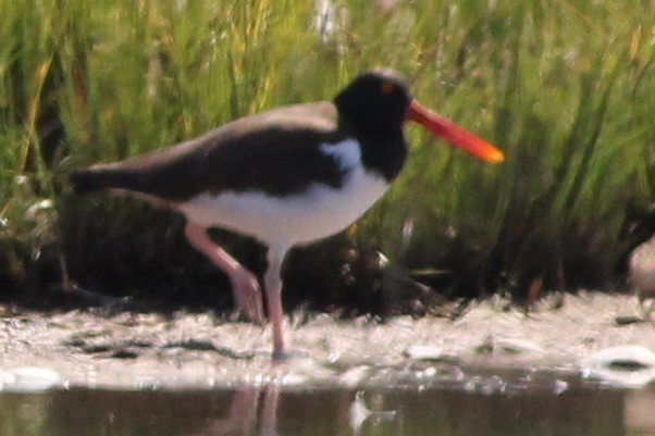 American Oystercatcher - ML67537631