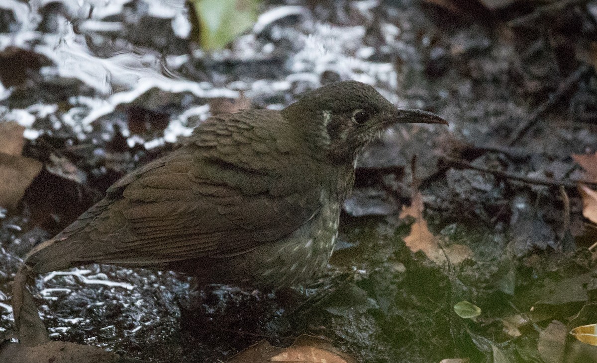 Dark-sided Thrush - ML67539431