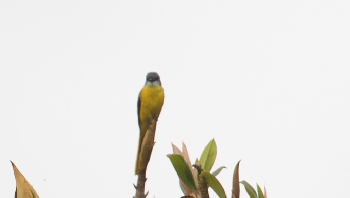 Gray-chinned Minivet - Ian Davies