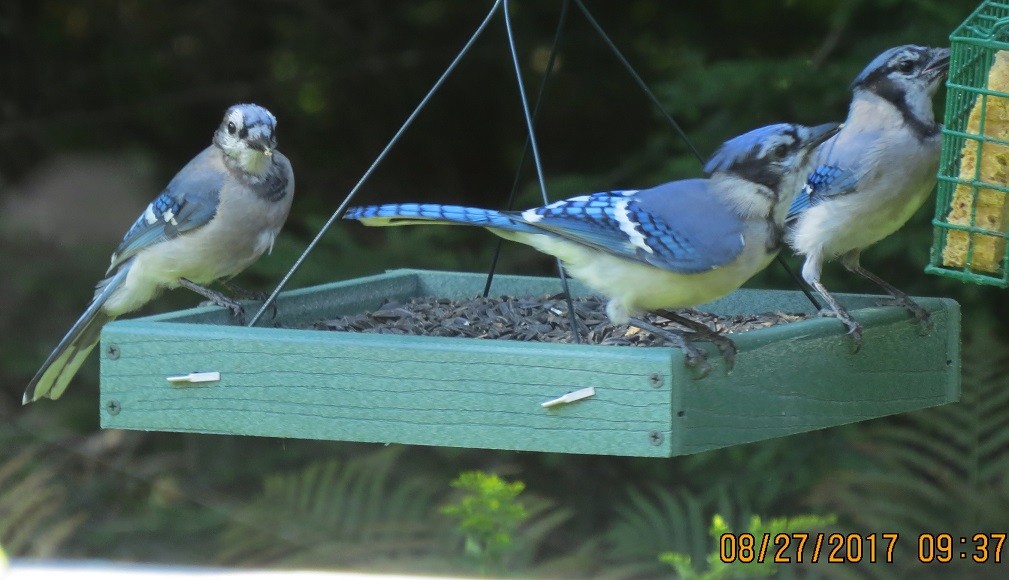 Blue Jay - Tom Hoffelder