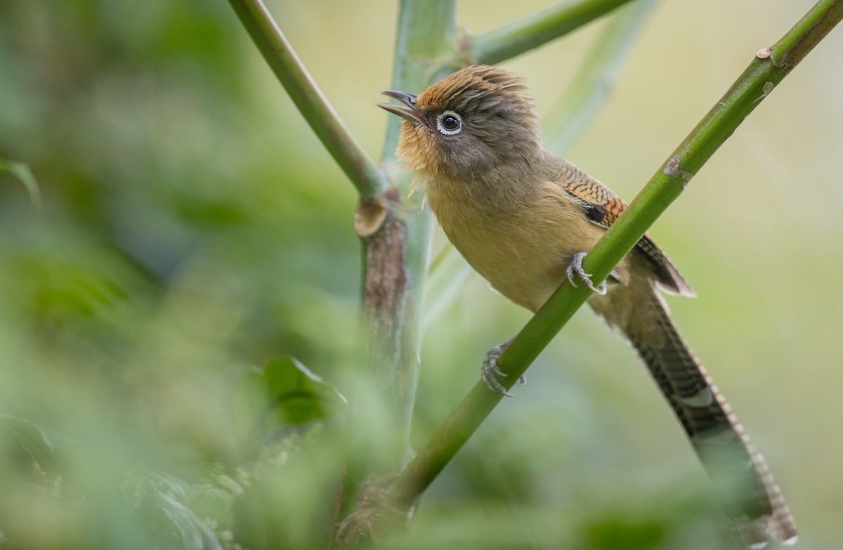 Spectacled Barwing - Ian Davies