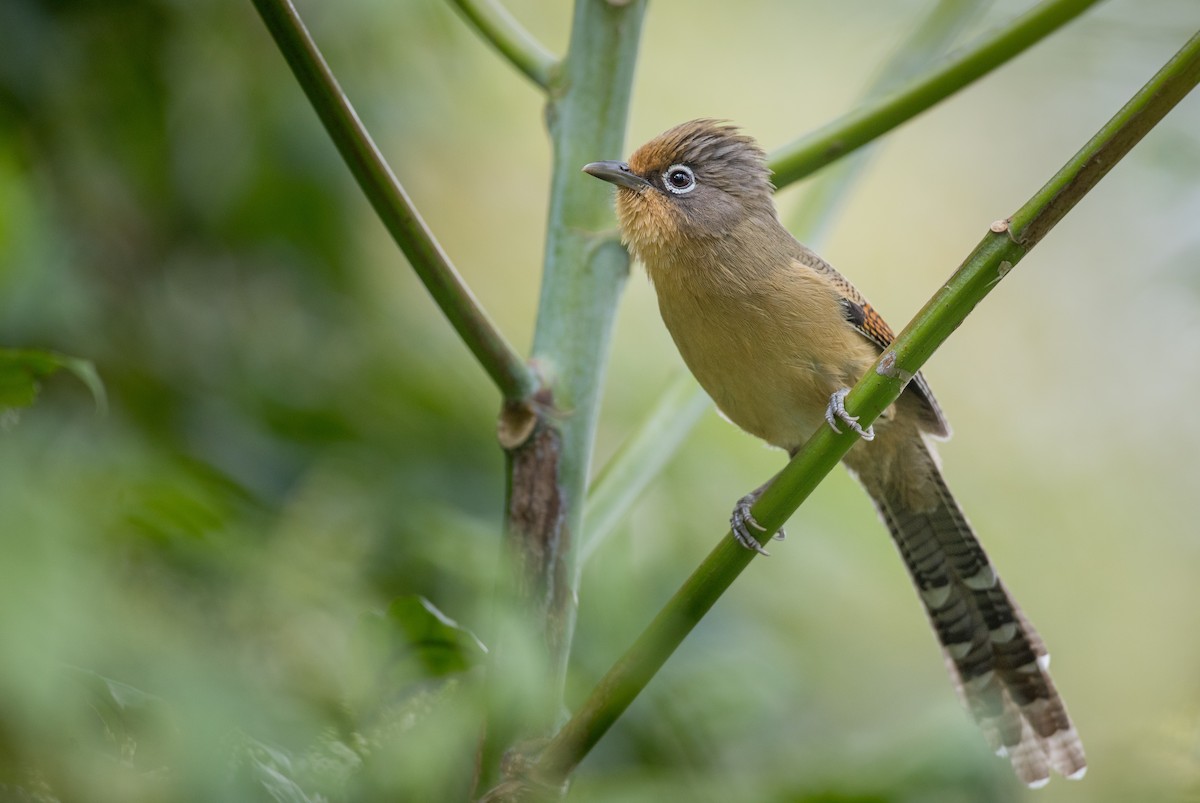 Spectacled Barwing - Ian Davies