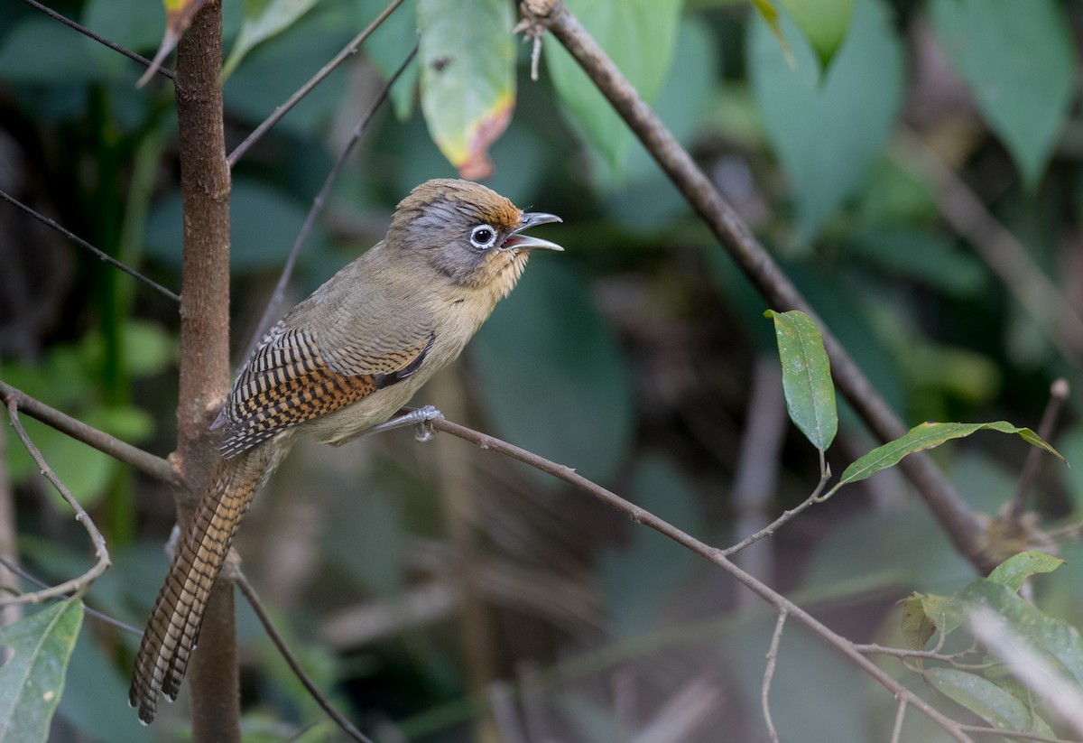 Spectacled Barwing - Ian Davies