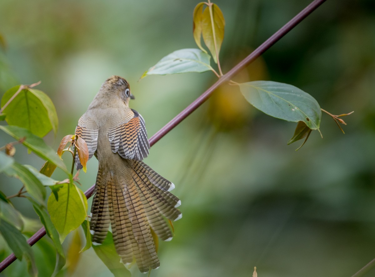 Spectacled Barwing - Ian Davies