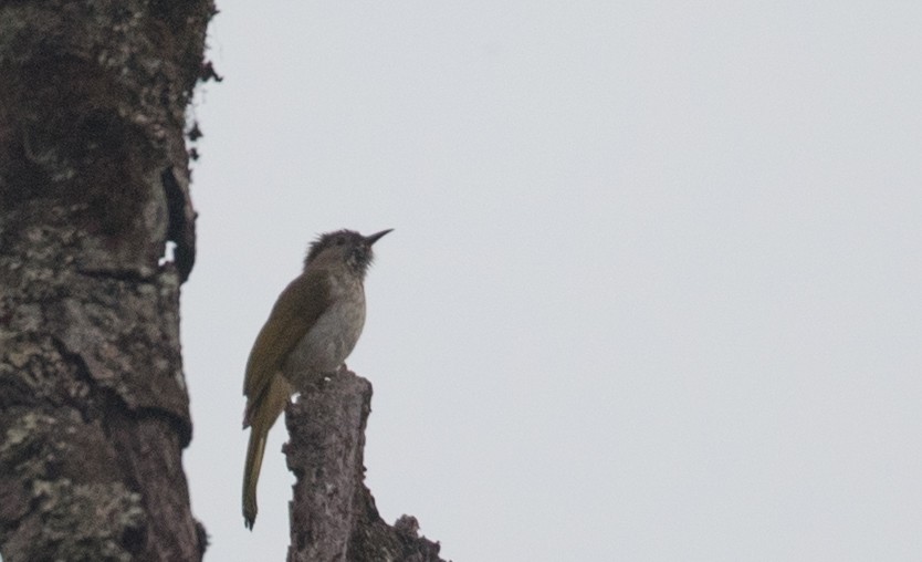 Mountain Bulbul - ML67540991