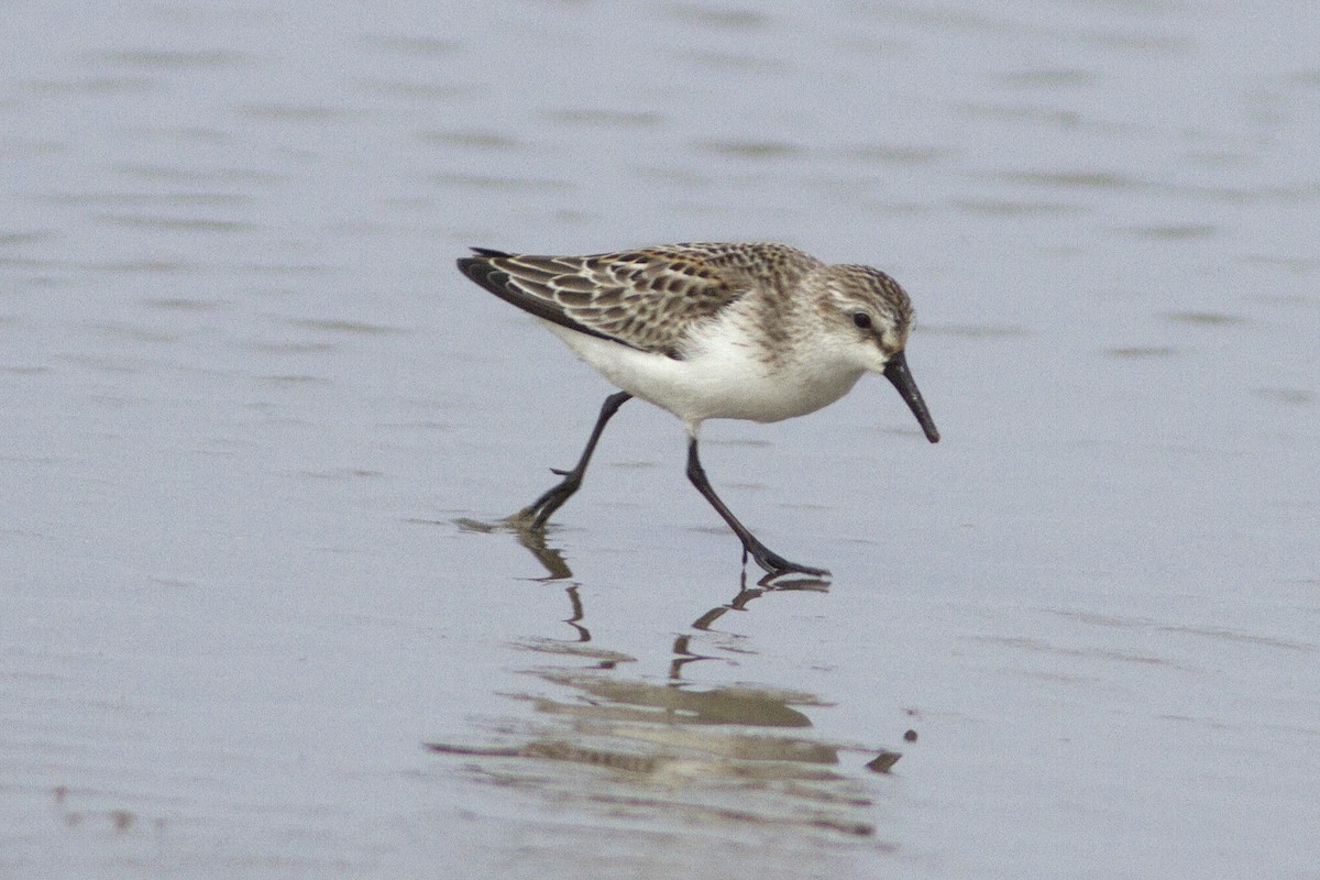 Western Sandpiper - Richard Bunn