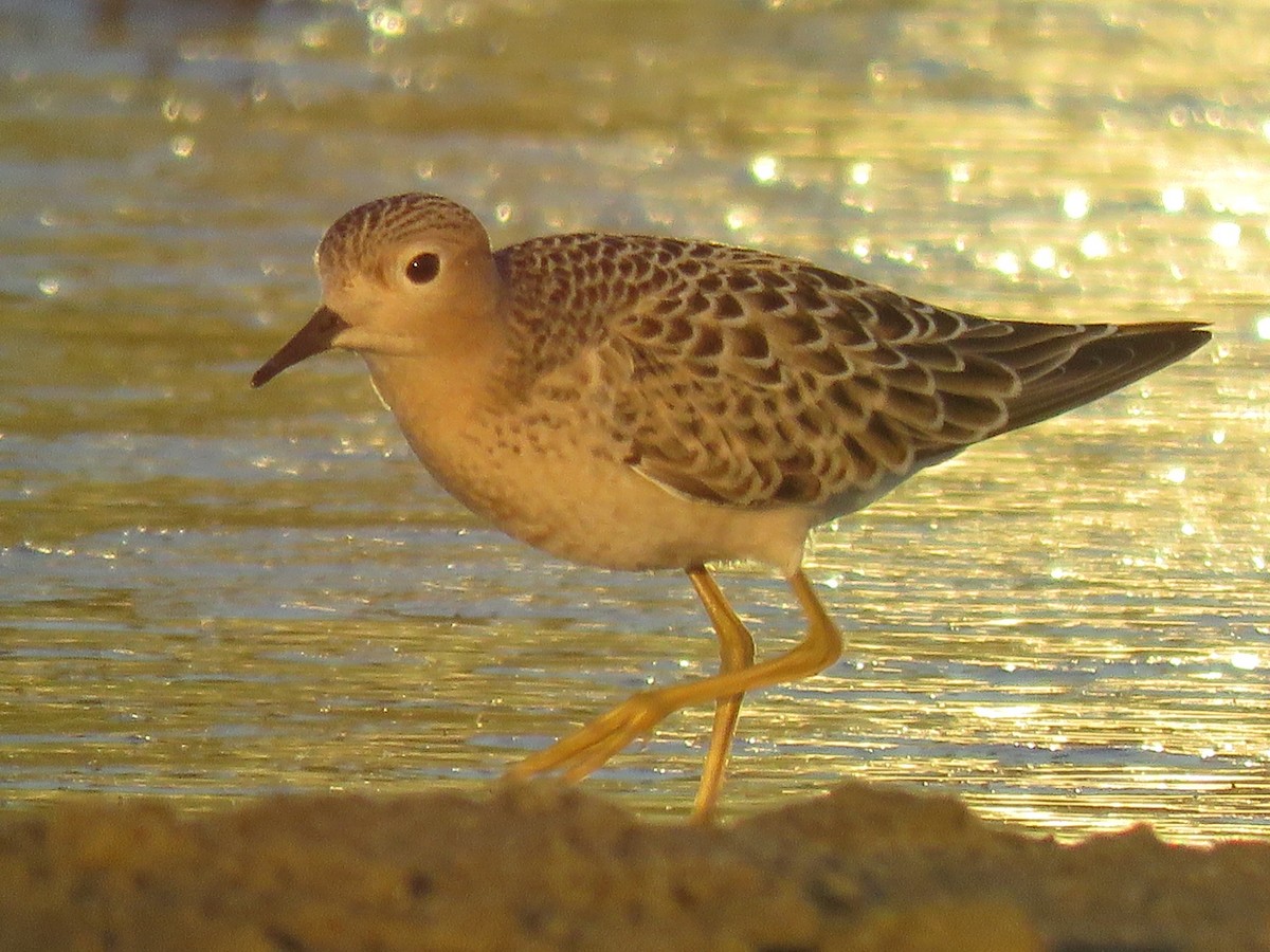 Buff-breasted Sandpiper - ML67542891