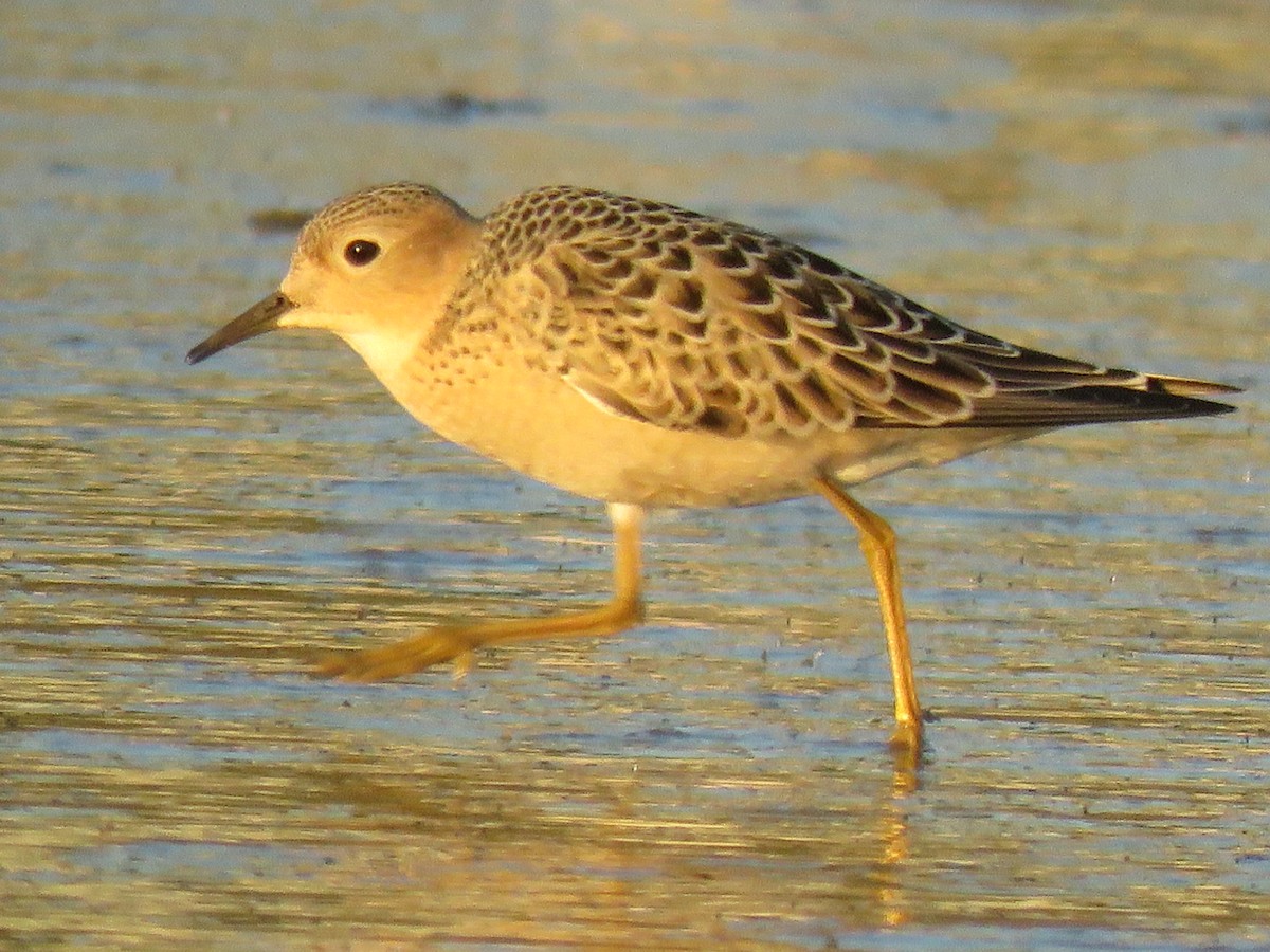 Buff-breasted Sandpiper - ML67542911