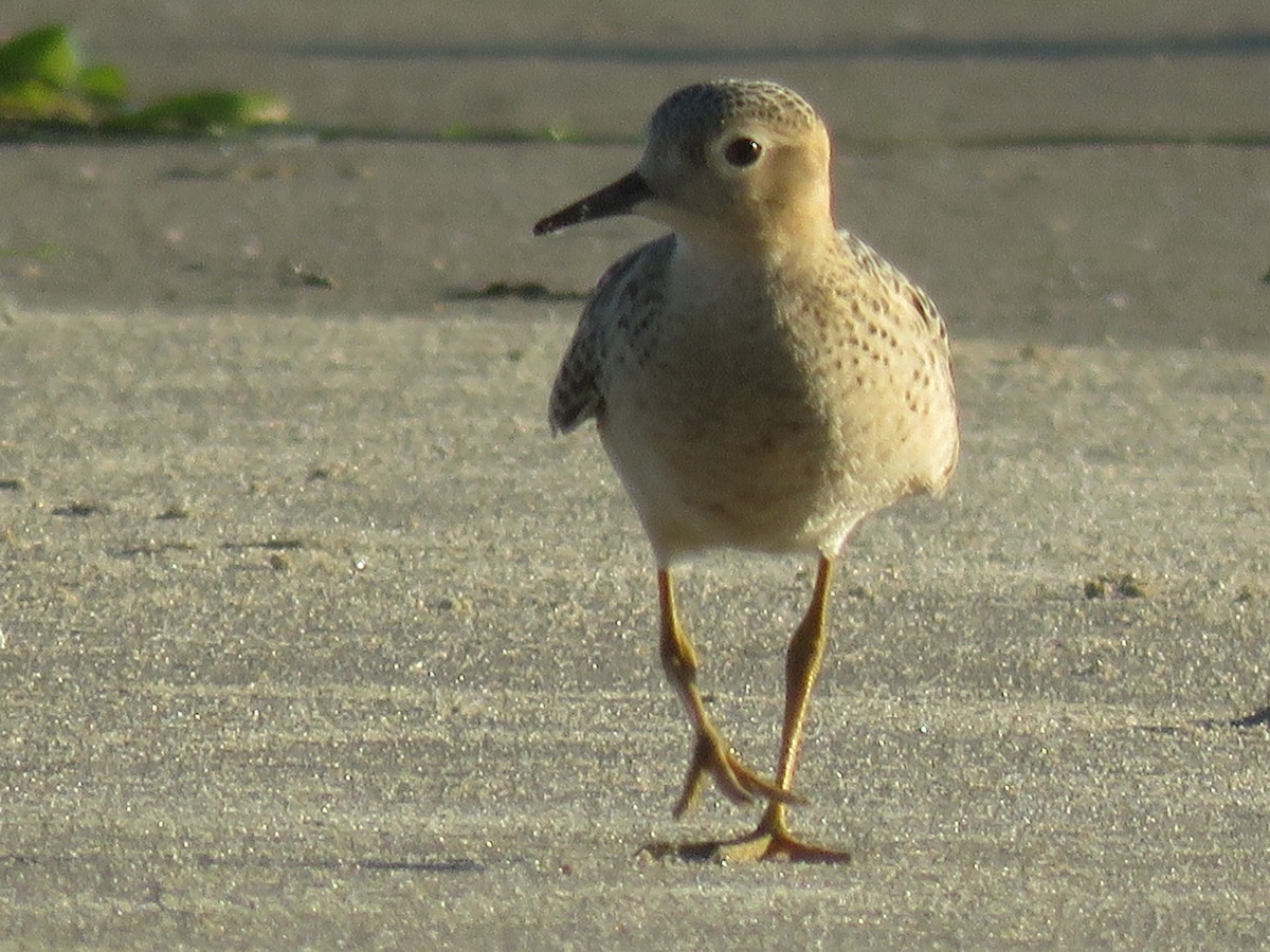 Buff-breasted Sandpiper - ML67543001